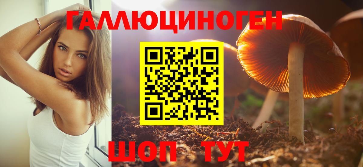 Кировск  Псилоцибиновые грибы Psilocybine cubensis  Вход с VPN 